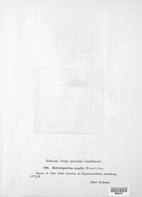 Davidiella macrospora image